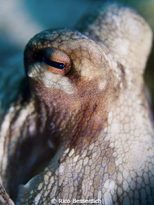 Common Octopus ( octopus vulgaris ) closeup. F 2.8, 1/250... by Rico Besserdich 